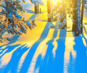 Winter golden sun and snow Stock Photo