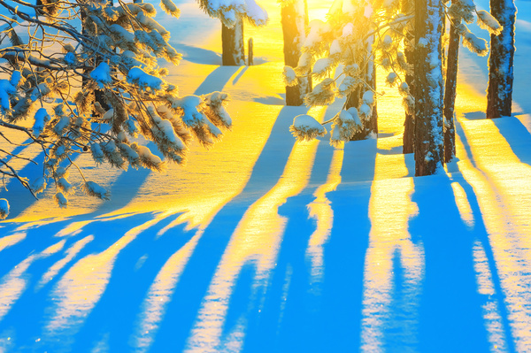Winter golden sun and snow Stock Photo