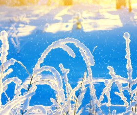 Winter snow Stock Photo