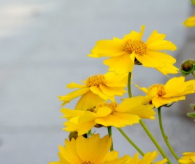 Yellow golden chrysanthemum HD picture
