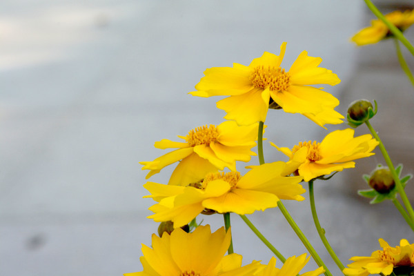 Yellow golden chrysanthemum HD picture