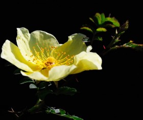 Yellow thorns rose flowers HD picture