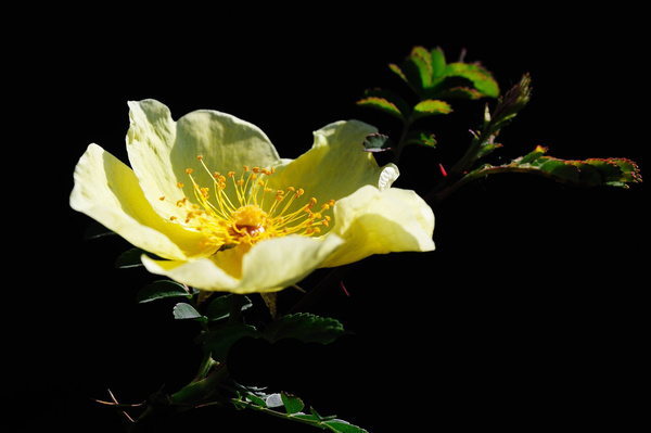 Yellow thorns rose flowers HD picture