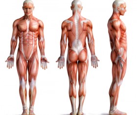 anatomy Stock Photo 04