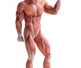 anatomy Stock Photo 08