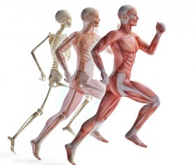 anatomy Stock Photo 14 free download