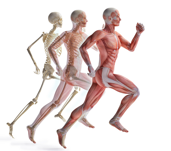 anatomy Stock Photo 09