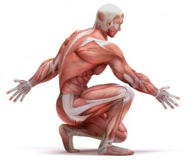 anatomy Stock Photo 13