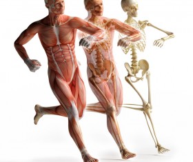 anatomy Stock Photo 24