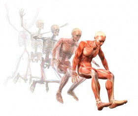 anatomy Stock Photo 25