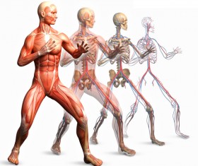 anatomy Stock Photo 33