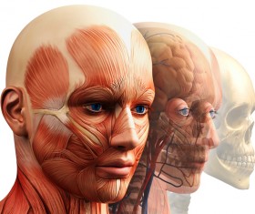 anatomy Stock Photo 34