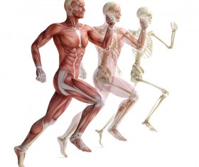 anatomy Stock Photo 35