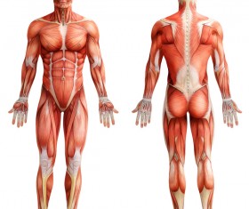 anatomy Stock Photo 37