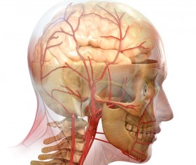 anatomy Stock Photo 39