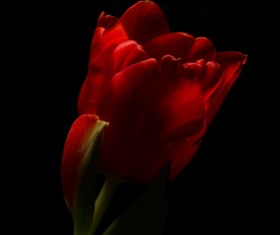 A flower of dark background Stock Photo 02