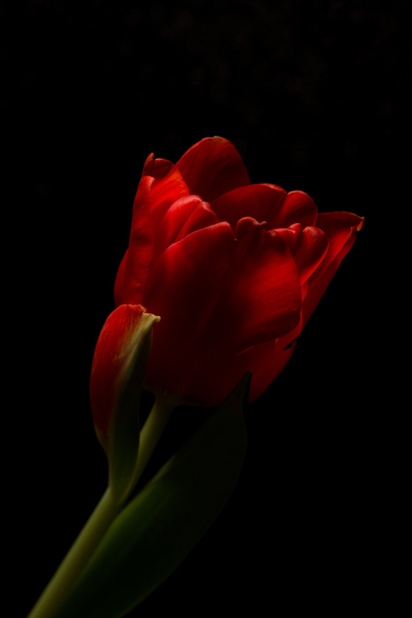 A flower of dark background Stock Photo 02