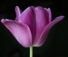 A flower of dark background Stock Photo 03