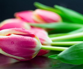 A flower of dark background Stock Photo 04