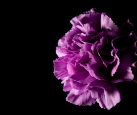 A flower of dark background Stock Photo 05