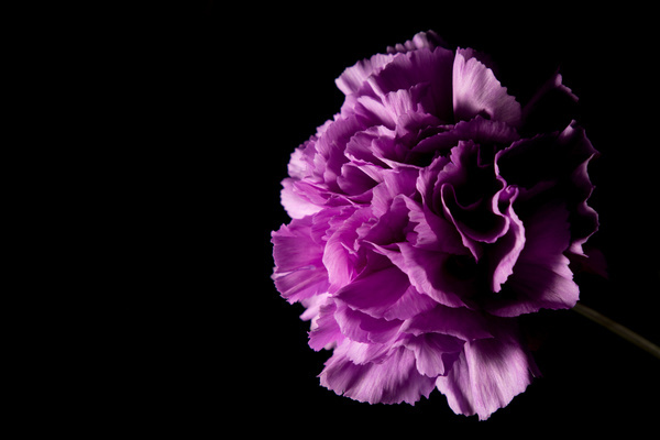 A flower of dark background Stock Photo 05 free download