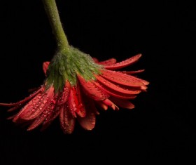 A flower of dark background Stock Photo 06
