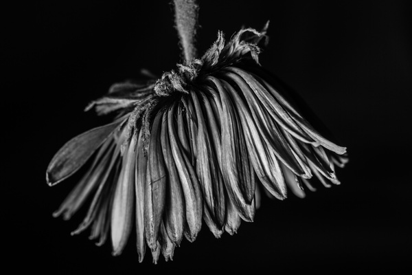 A flower of dark background Stock Photo 07
