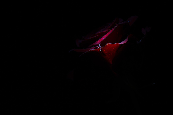 A flower of dark background Stock Photo 08
