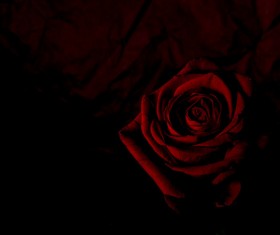 A flower of dark background Stock Photo 09