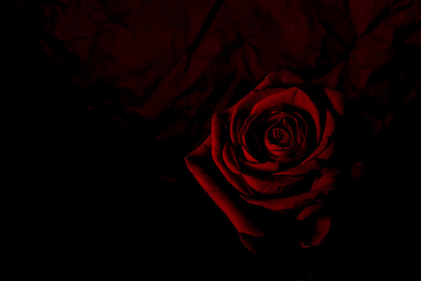 A flower of dark background Stock Photo 09