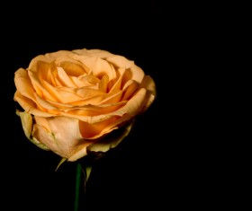 A flower of dark background Stock Photo 10