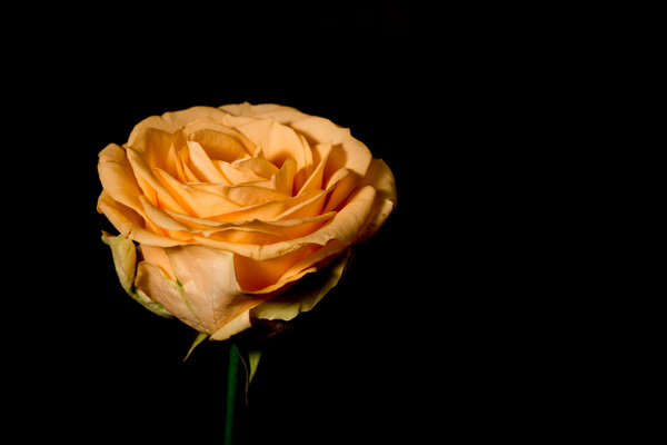 A flower of dark background Stock Photo 10