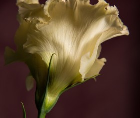 A flower of dark background Stock Photo 11
