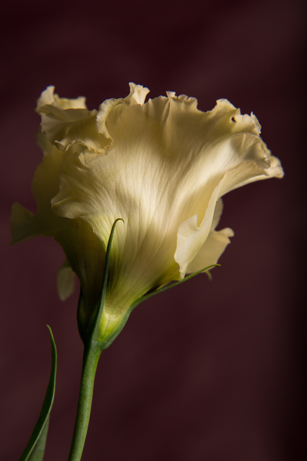 A flower of dark background Stock Photo 11