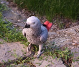 African gray parrot Stock Photo