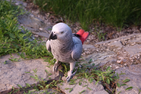 African gray parrot Stock Photo