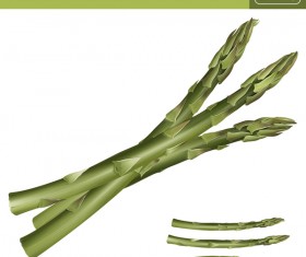 Asparagus realistic vectors