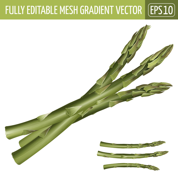 Asparagus realistic vectors