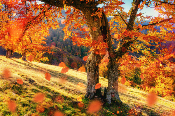 Autumn forest Stock Photo 01