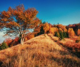 Autumn forest Stock Photo 02