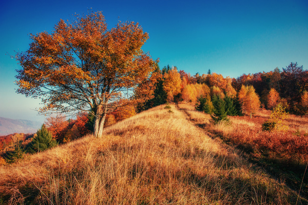 Autumn forest Stock Photo 02