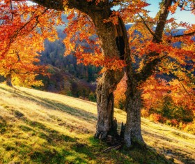 Autumn forest Stock Photo 03