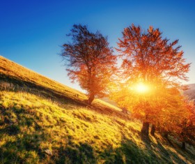 Autumn forest Stock Photo 04