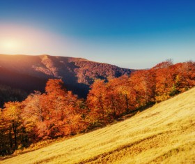 Autumn forest Stock Photo 05