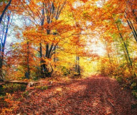 Autumn forest Stock Photo 06