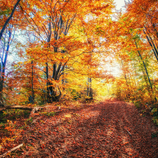 Autumn forest Stock Photo 06