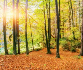 Autumn forest Stock Photo 07