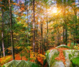 Autumn forest Stock Photo 08