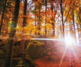 Autumn forest Stock Photo 09