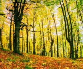 Autumn forest Stock Photo 10